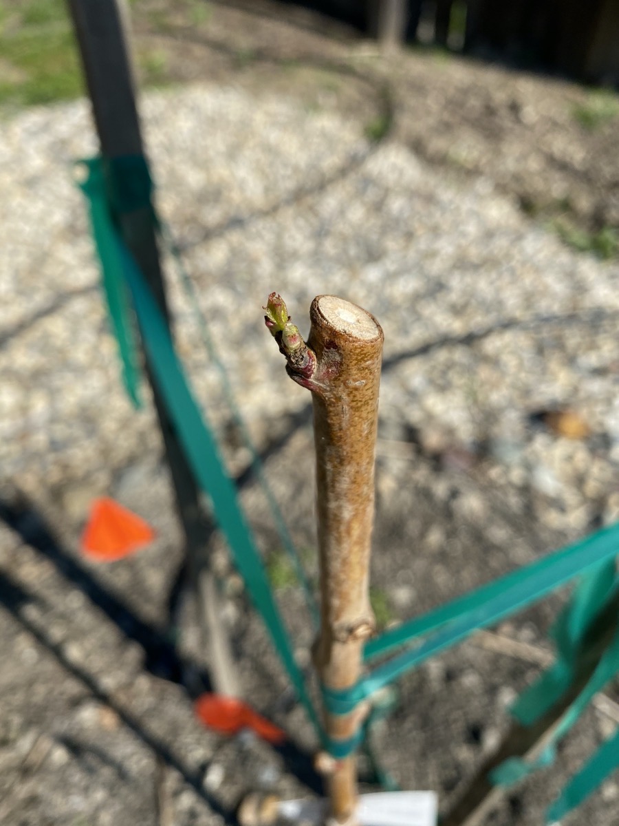 Nectarine is beginning to grow new branches