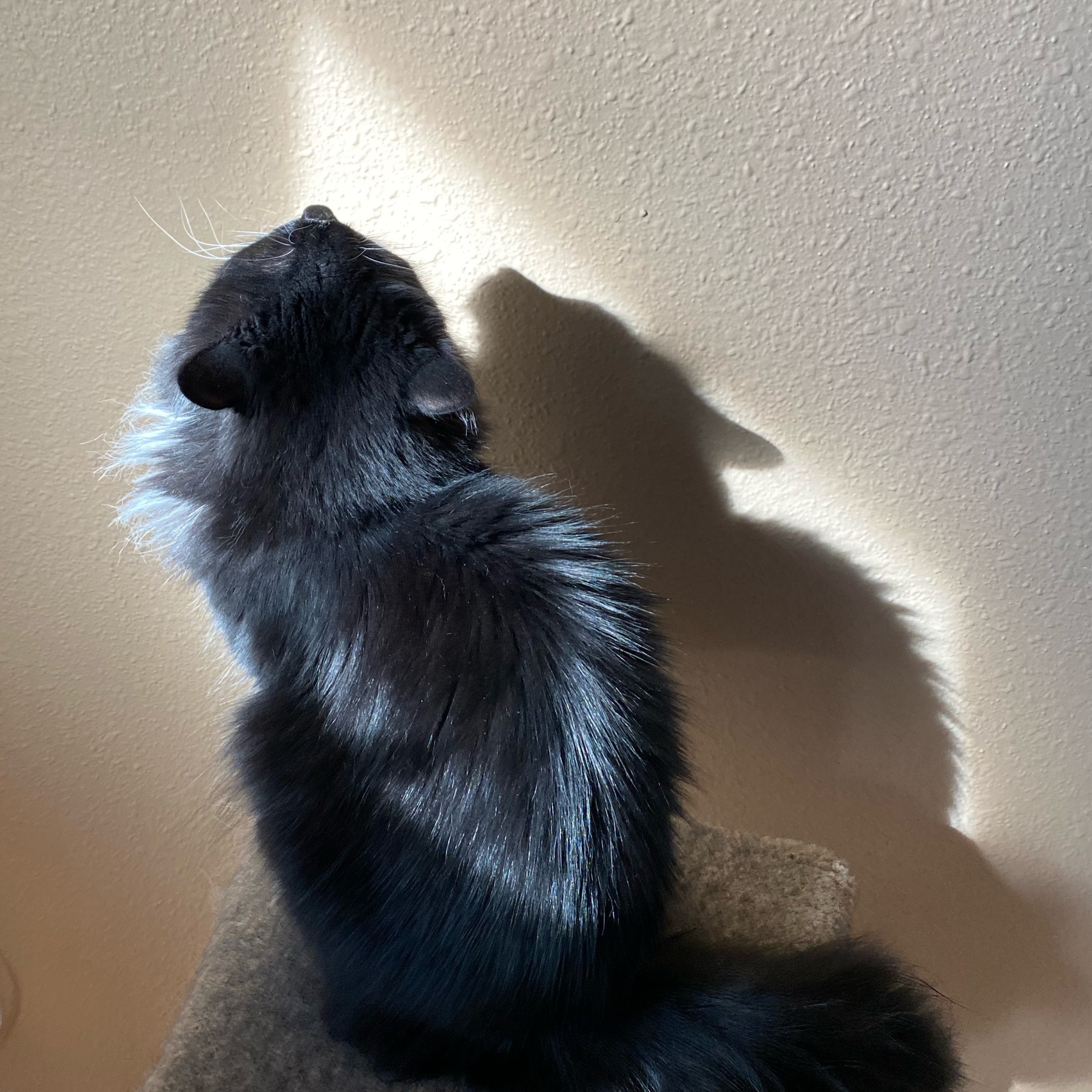 black and white cat on a perch taking in a sun beam