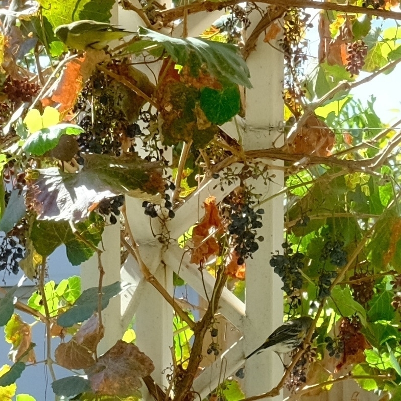 Yellow Rumped Warbler (lower right) and Lesser Gold Finch (upper left) in our cultivated native grapes.