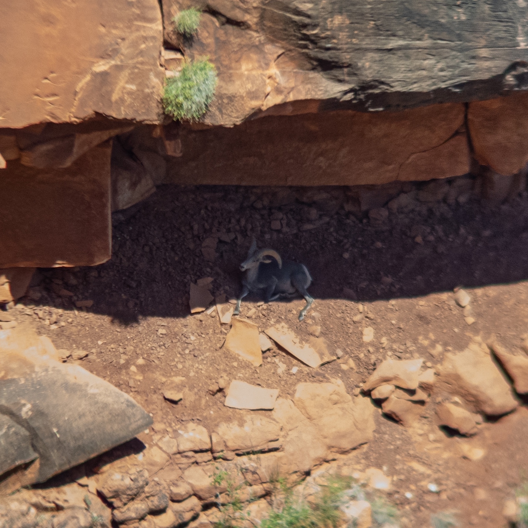 an adult big horn sheep under a rock shelter