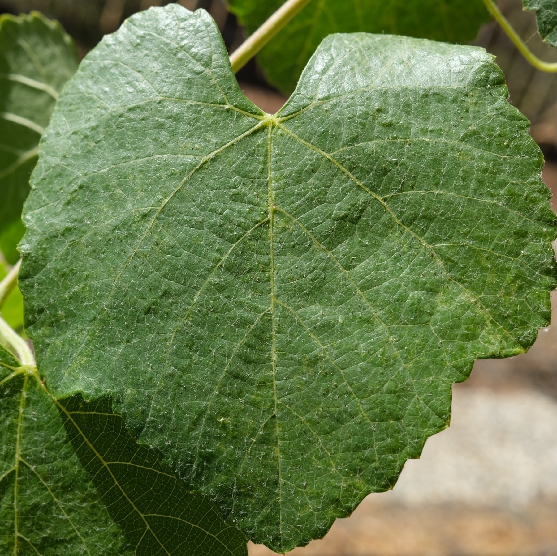 green, live grape leaf