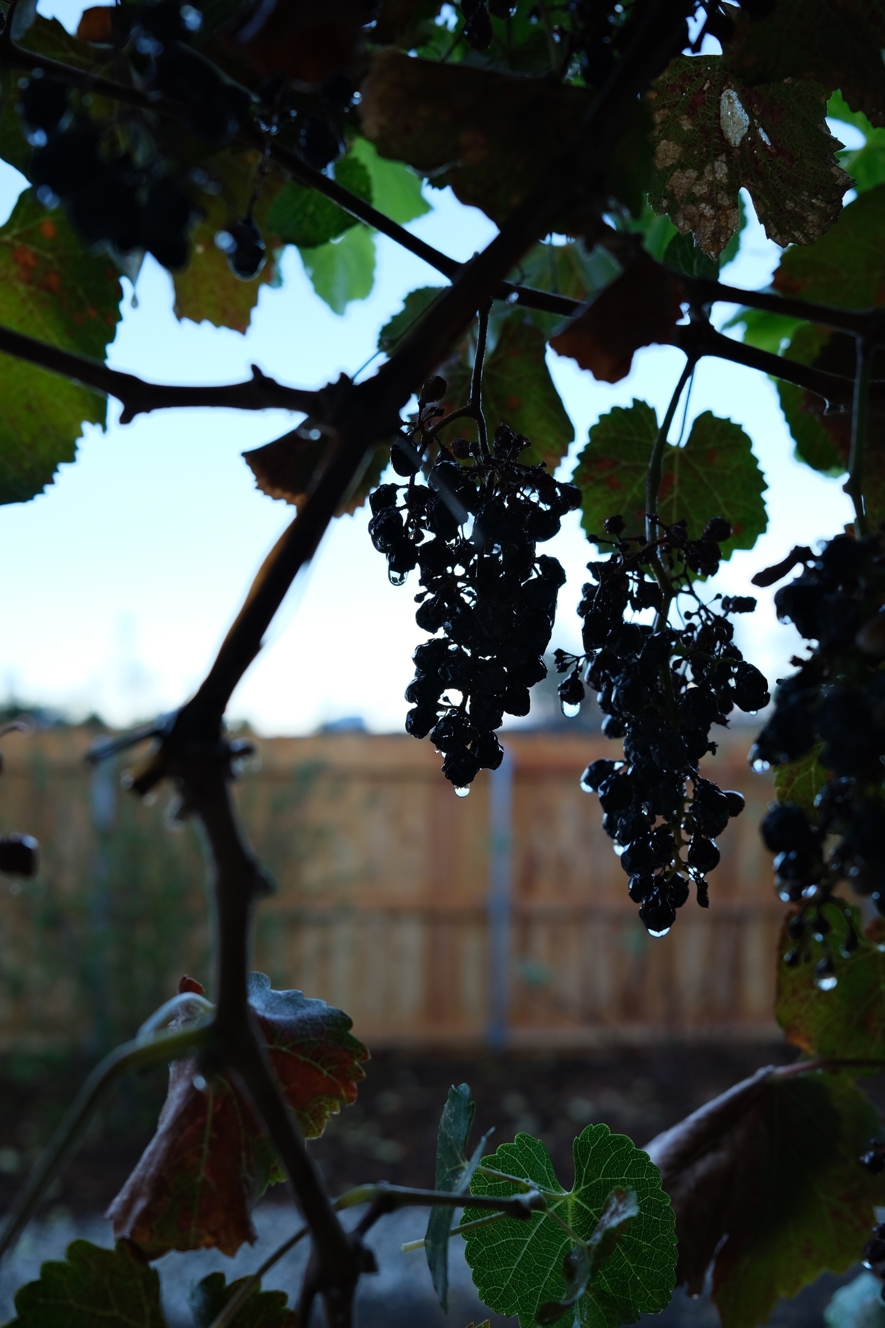 water dripping off a silohette of grapes. water drops are reflecting things and are in focus.