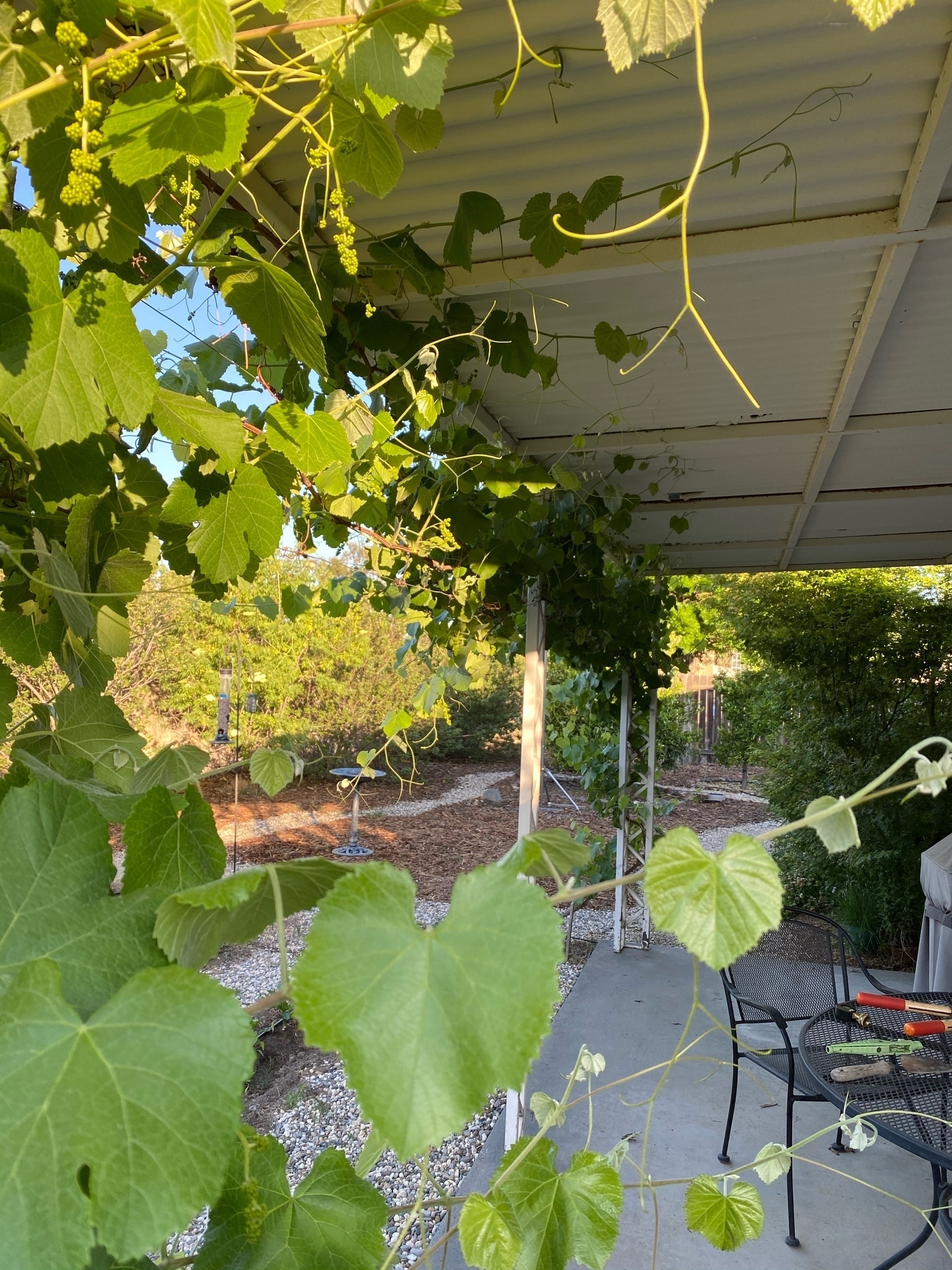 grapes vining below a porch cover