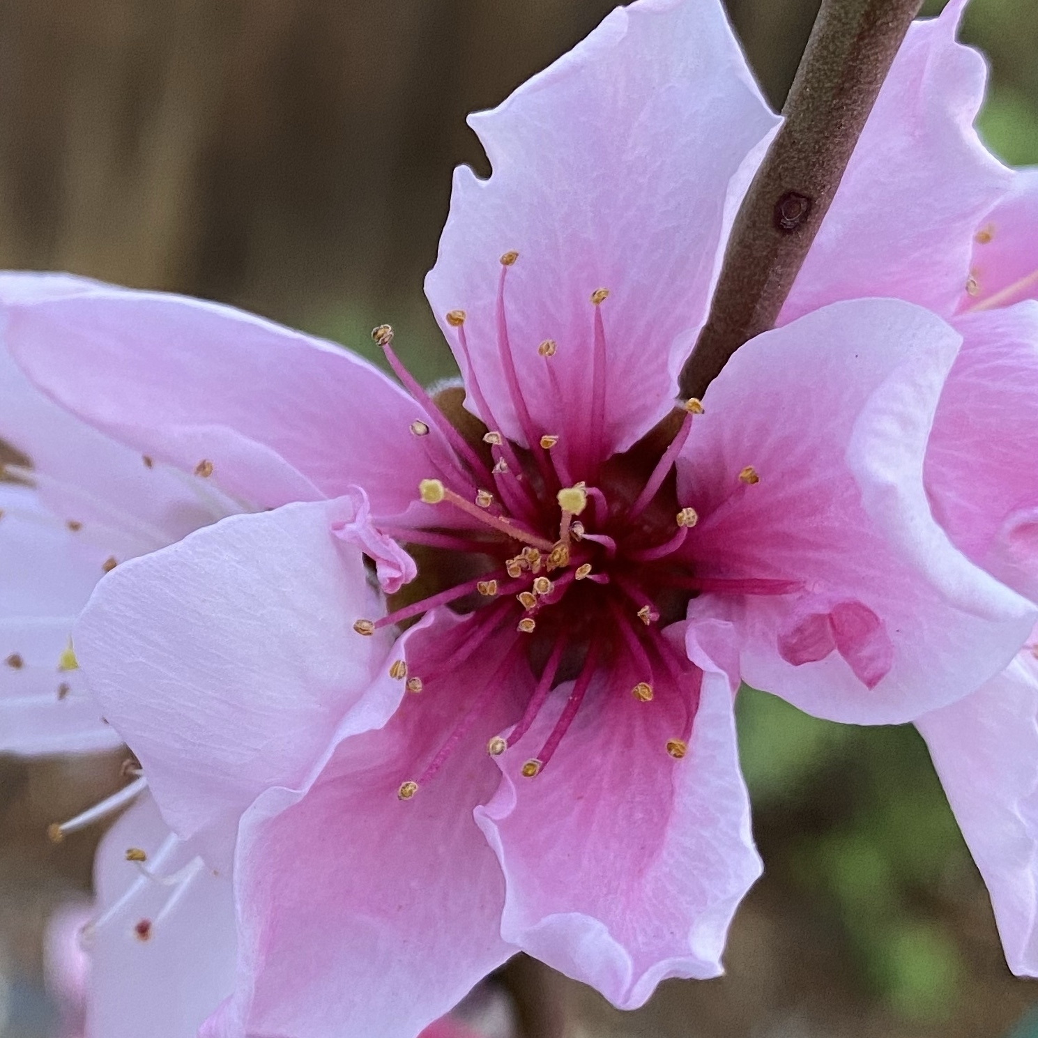 pink to magenta nectarine flower