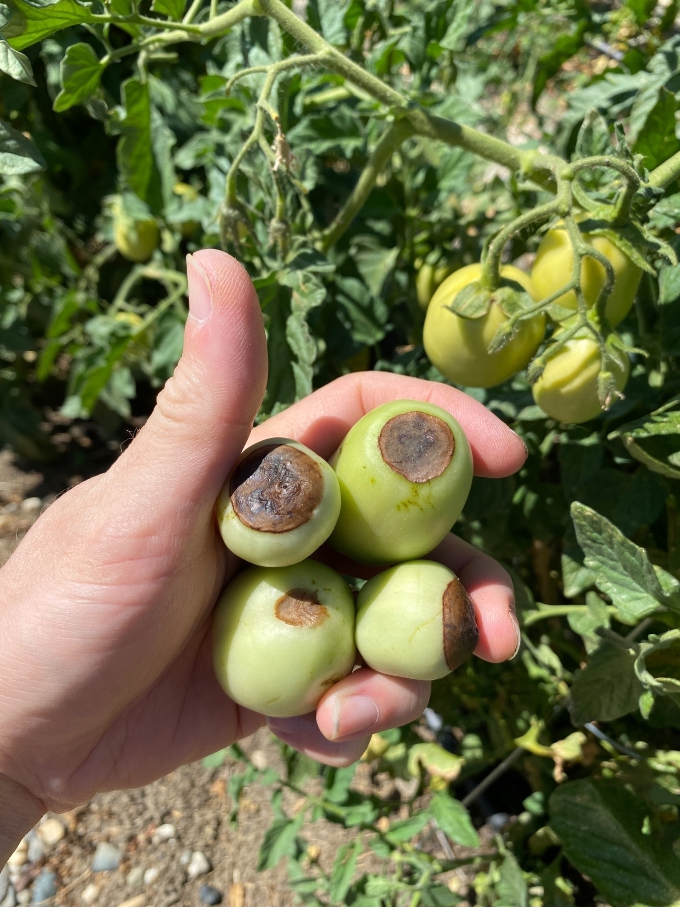 tomato end rot presenting with brown soft circles on the bottom