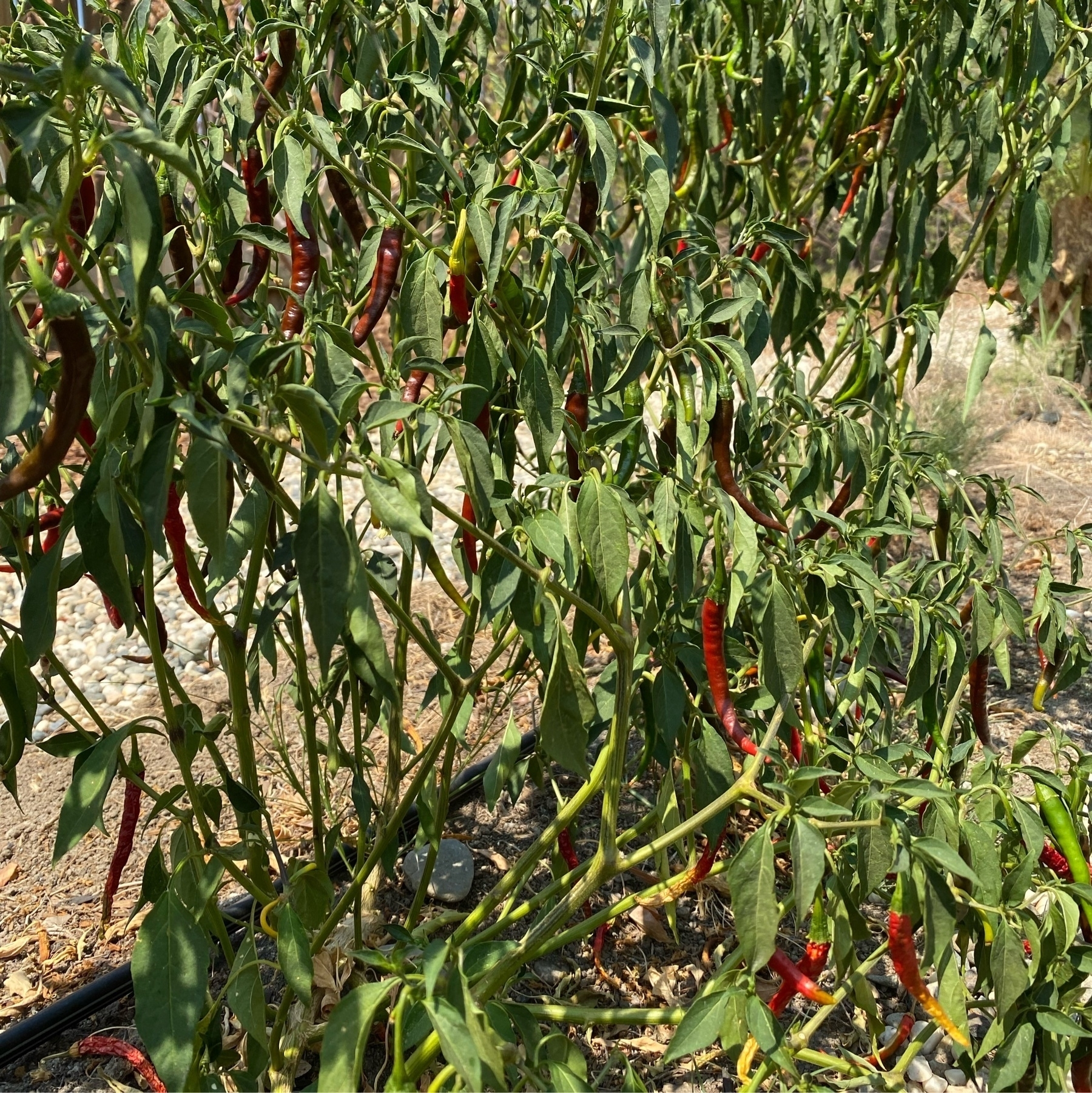 multitudes of ripening thai peppers