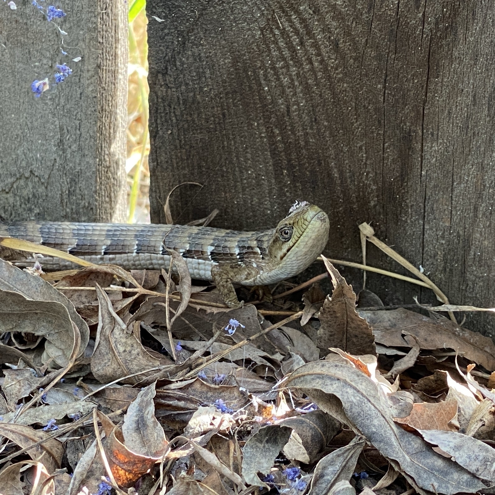 alligator lizard at bottom of fence looking at the camera.