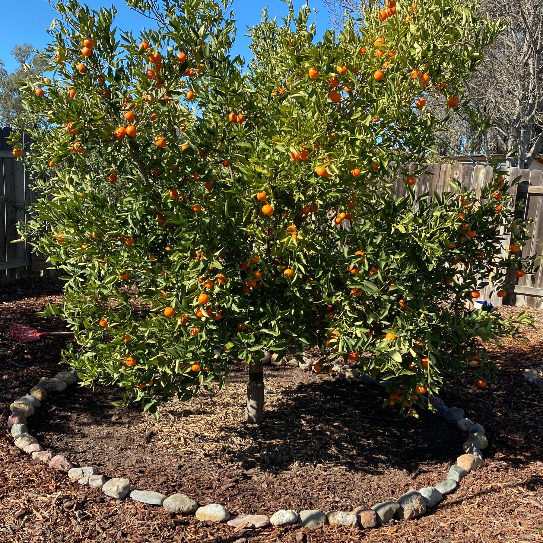 mandarin tree ringed by rocks