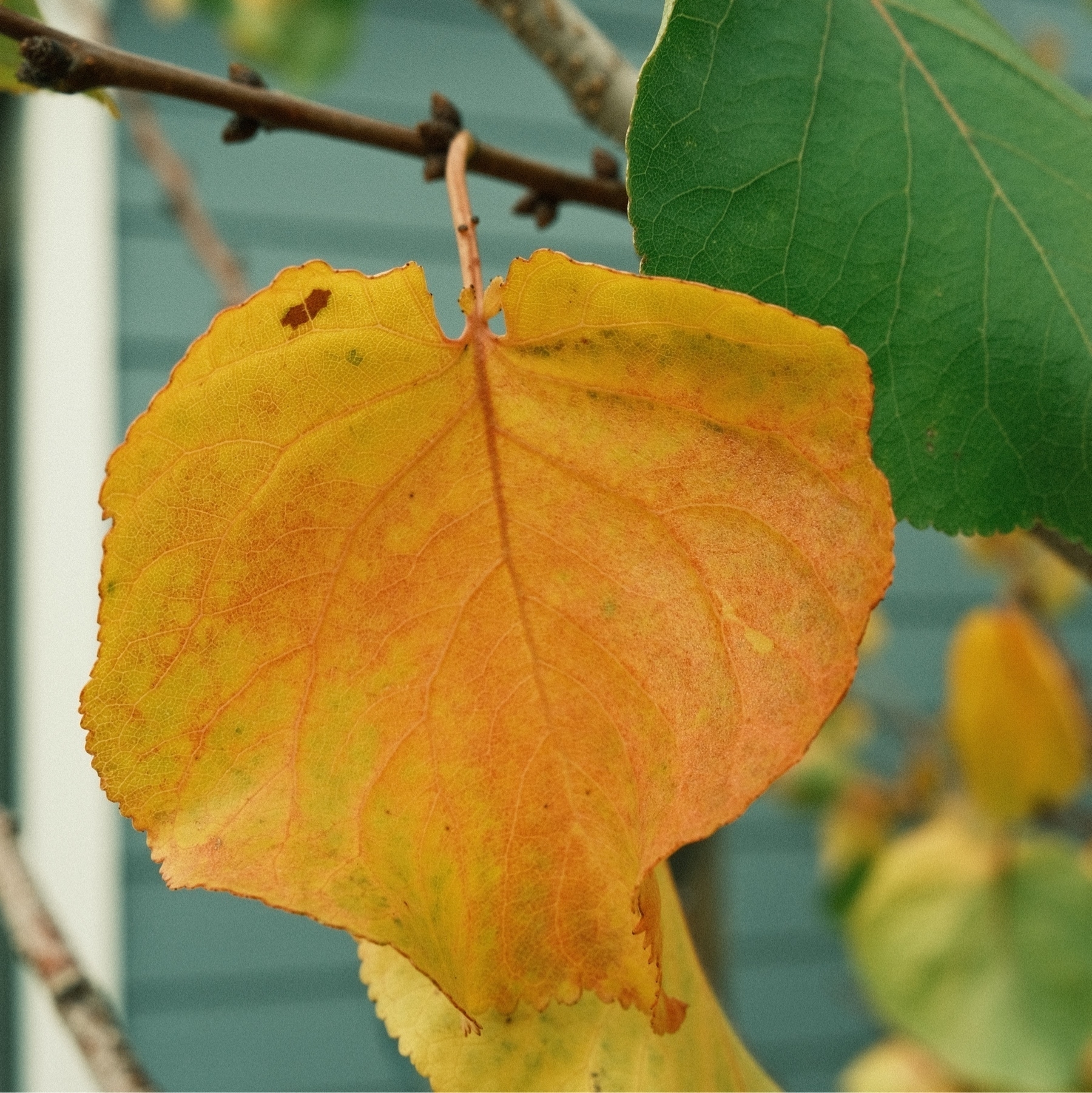 yellow heart shaped apricot leaf in front of a green leaf