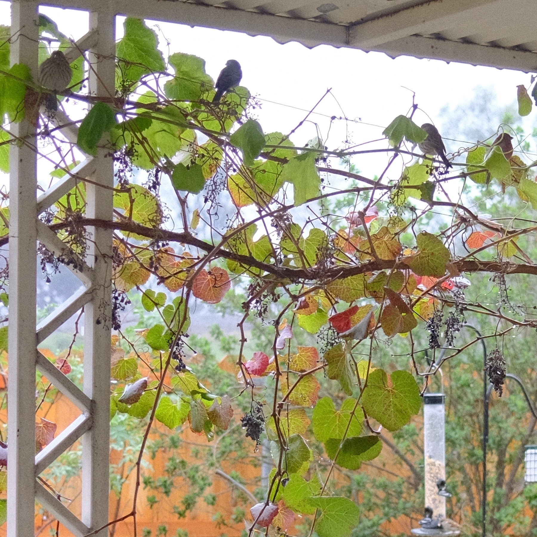 four or so birds sheltering on a grape vine
