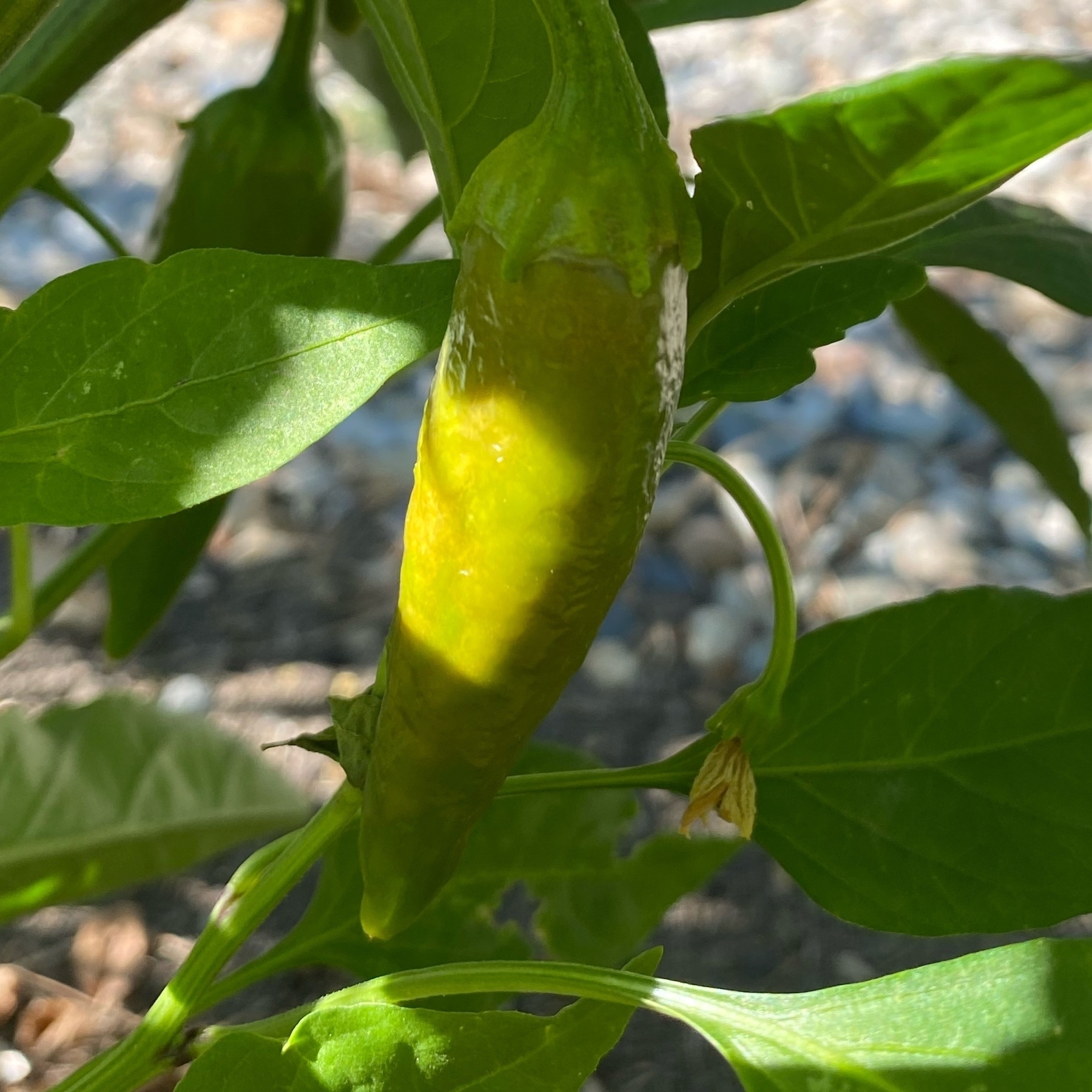 a jalapeño that is slowly turning red