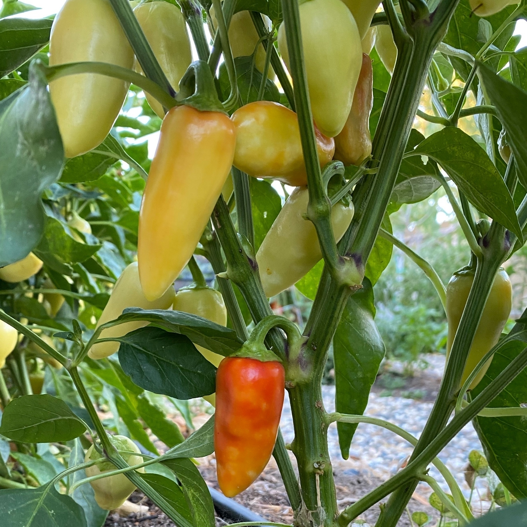 Santa Fe peppers ripening, red and yellow agains the leaves