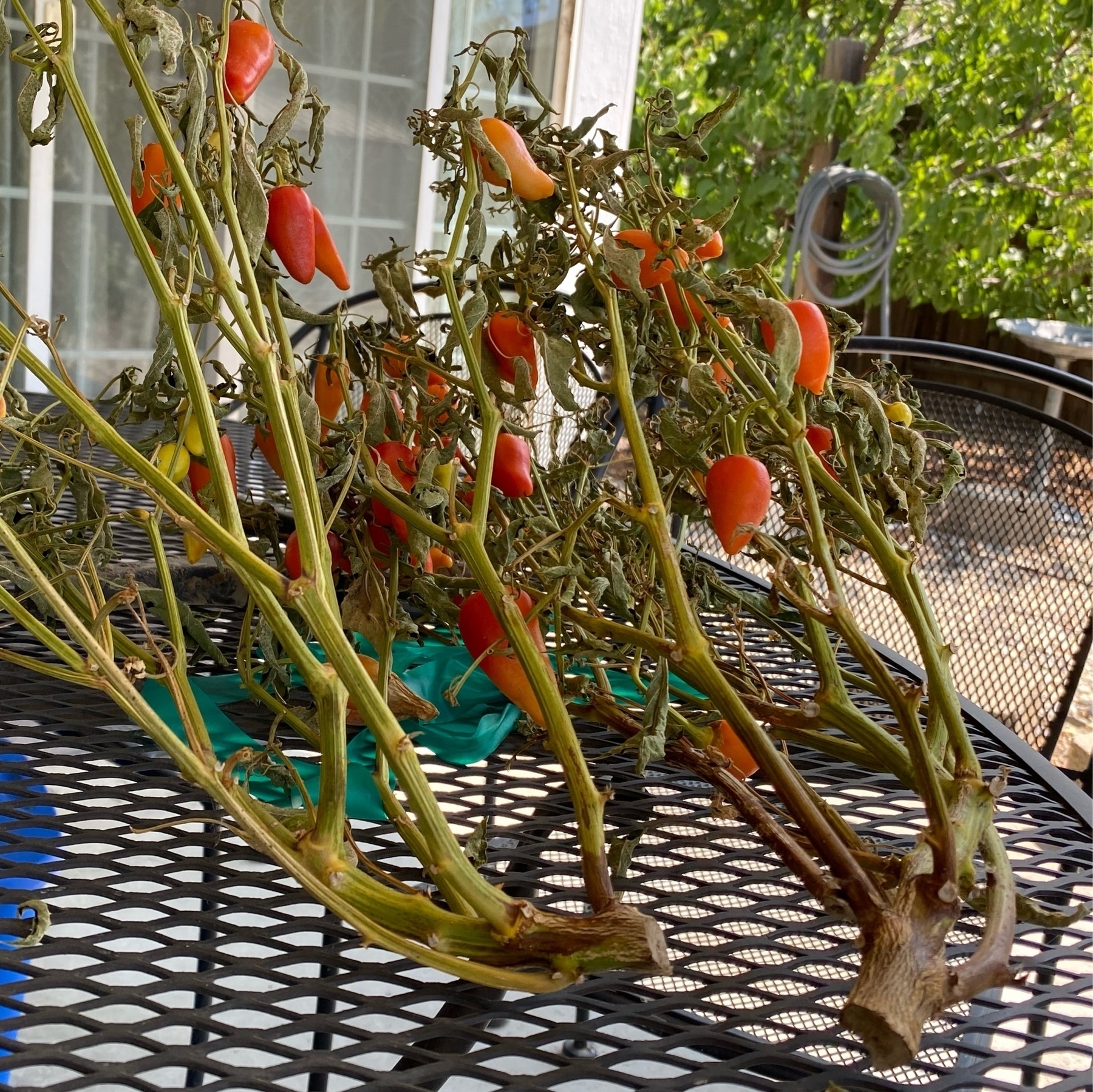 two santa fe plants that died for no reason. multicolor peppers are fine.