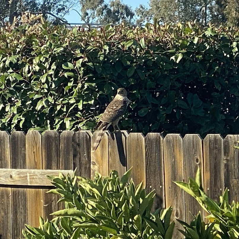coopers hawk sitting on a fence. has barred tail feathers.