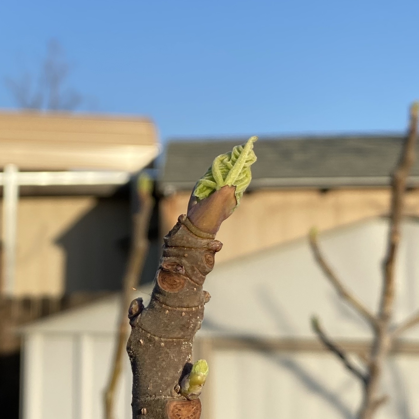 fig showing leaf growth
