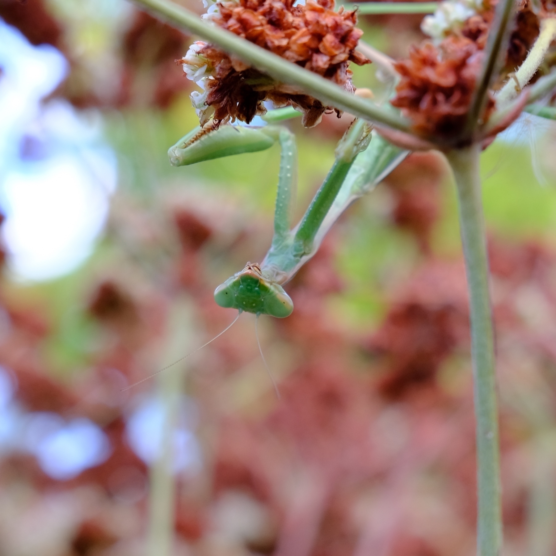 upside down mantis in california buckwheat