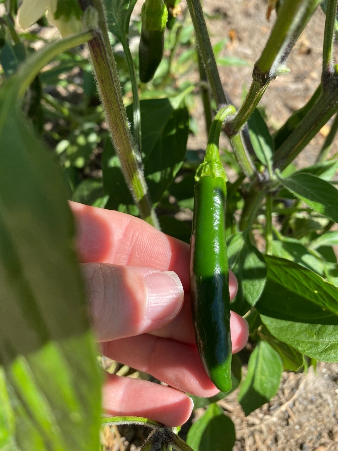 Nice long Serrano pepper