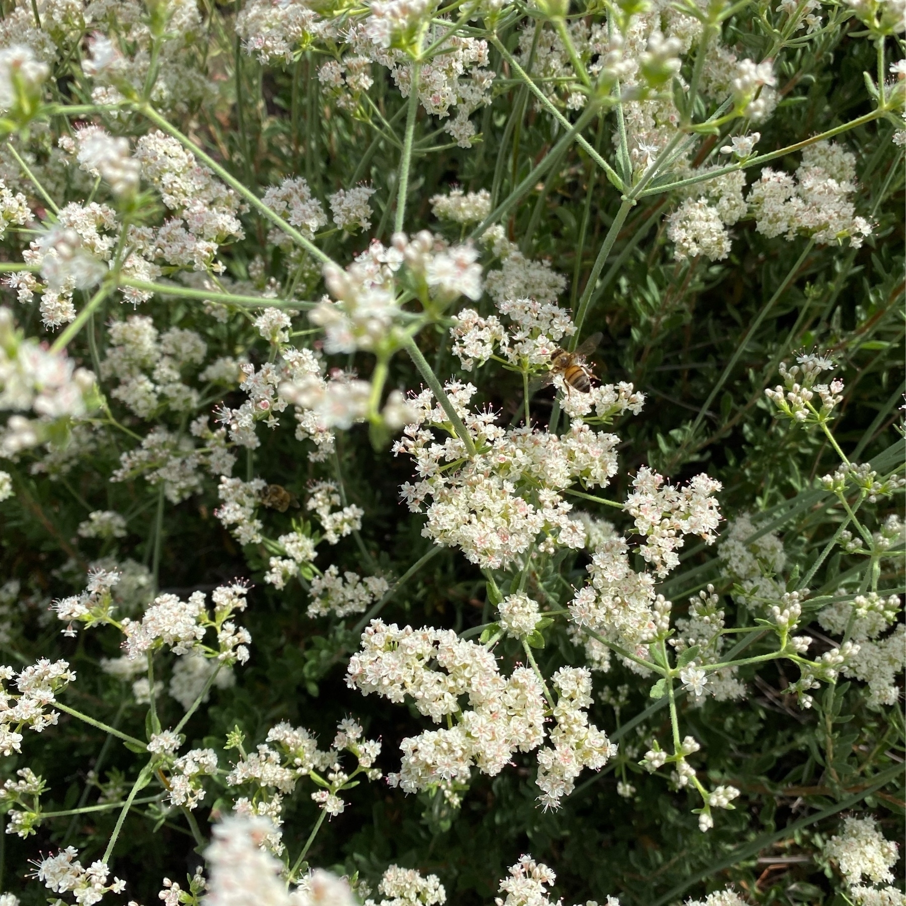 white buckwheat flowers