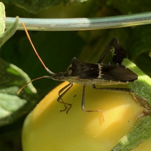 sap sucking bug on a ripening tomato