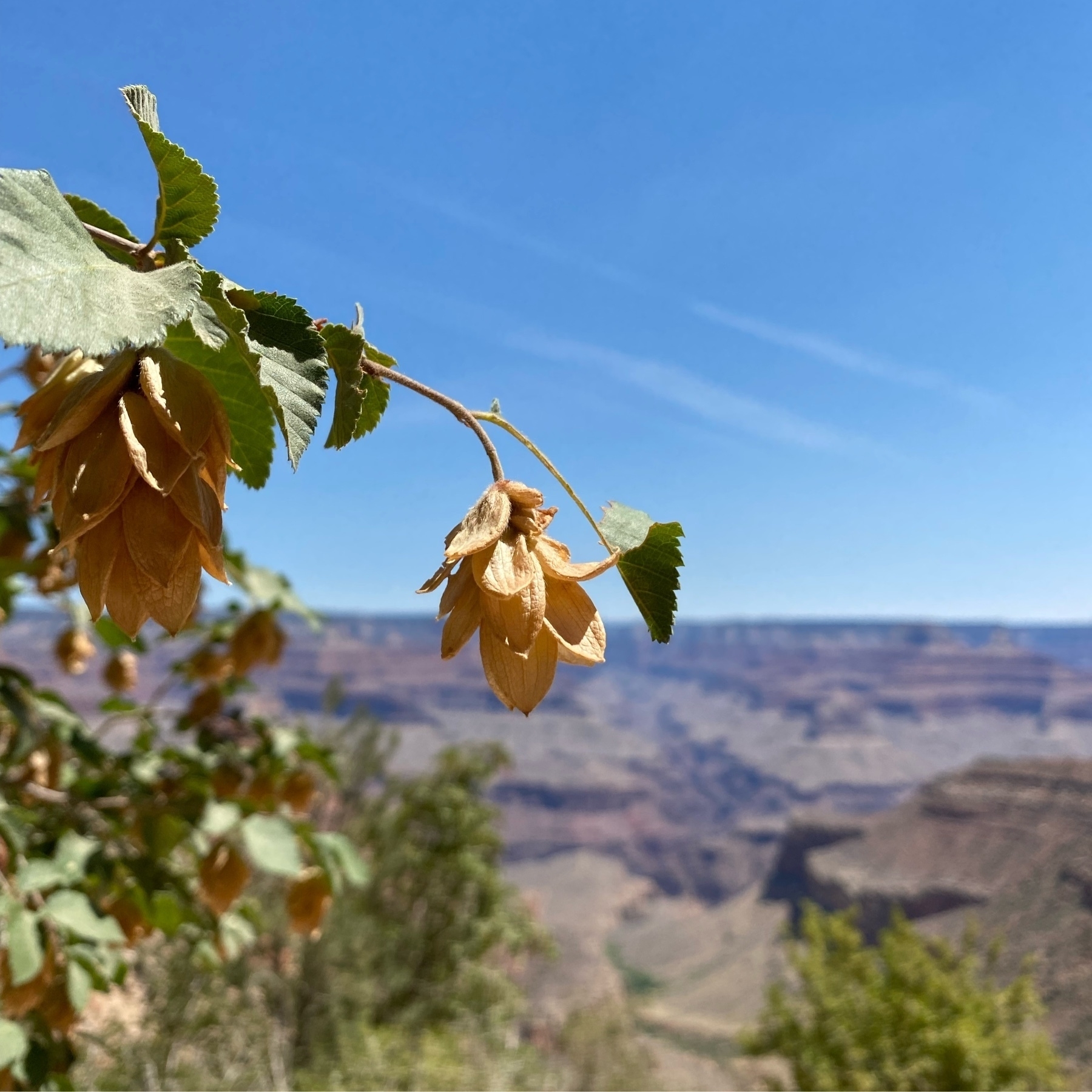 Common hops with a blurred canyon background