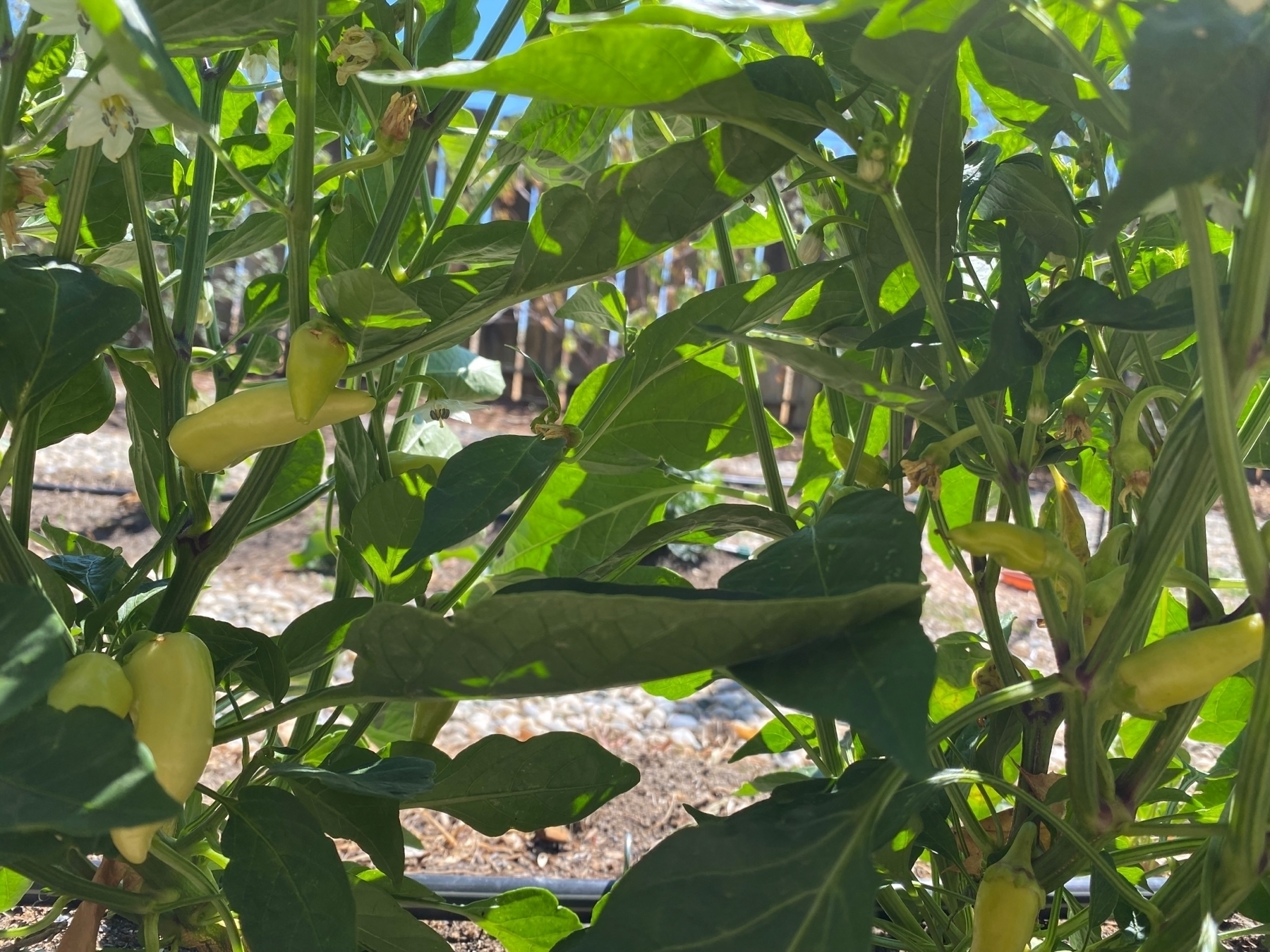 A bunch of Santa Fe peppers coming in