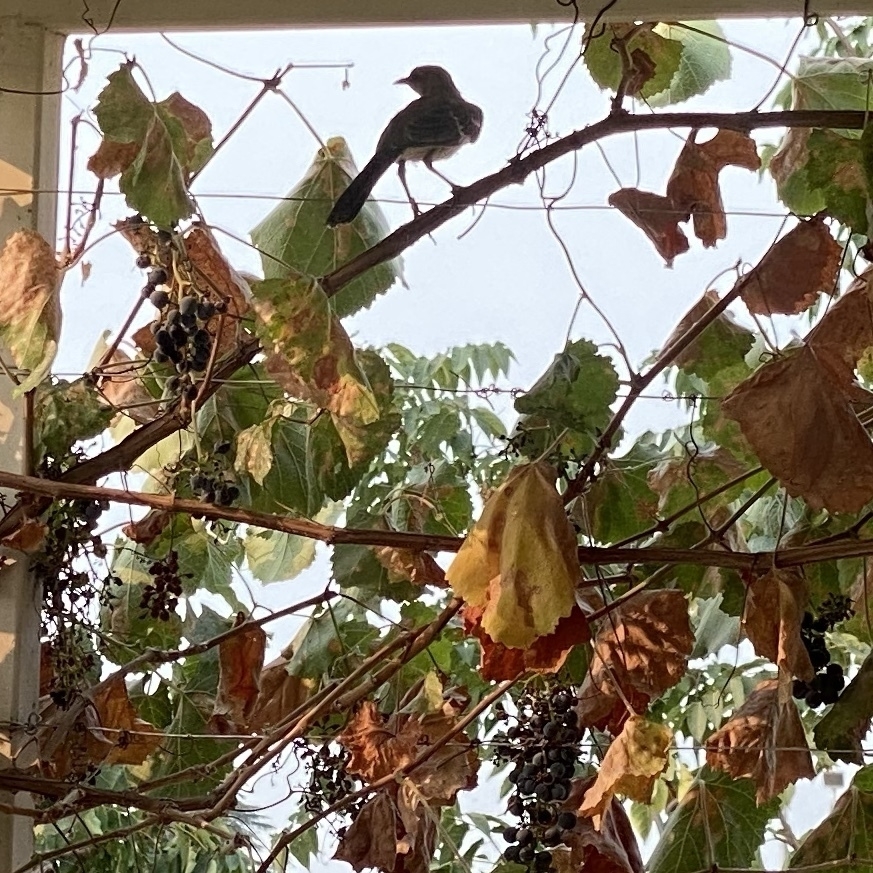 Mockingbird sitting on a grapevine