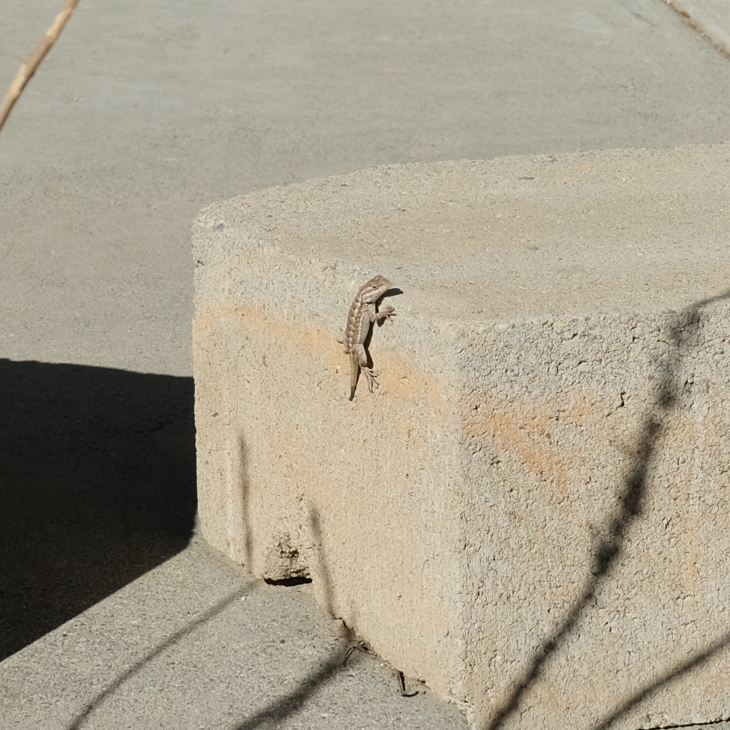 juvenile lizard sunning on a cinder block