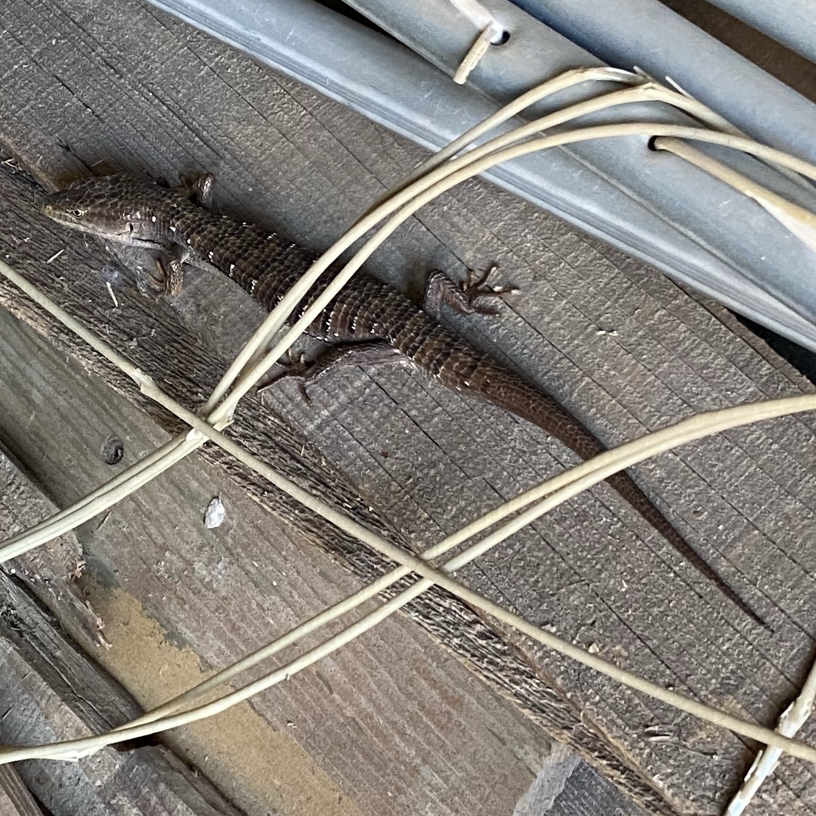 alligator lizard on an old fence board