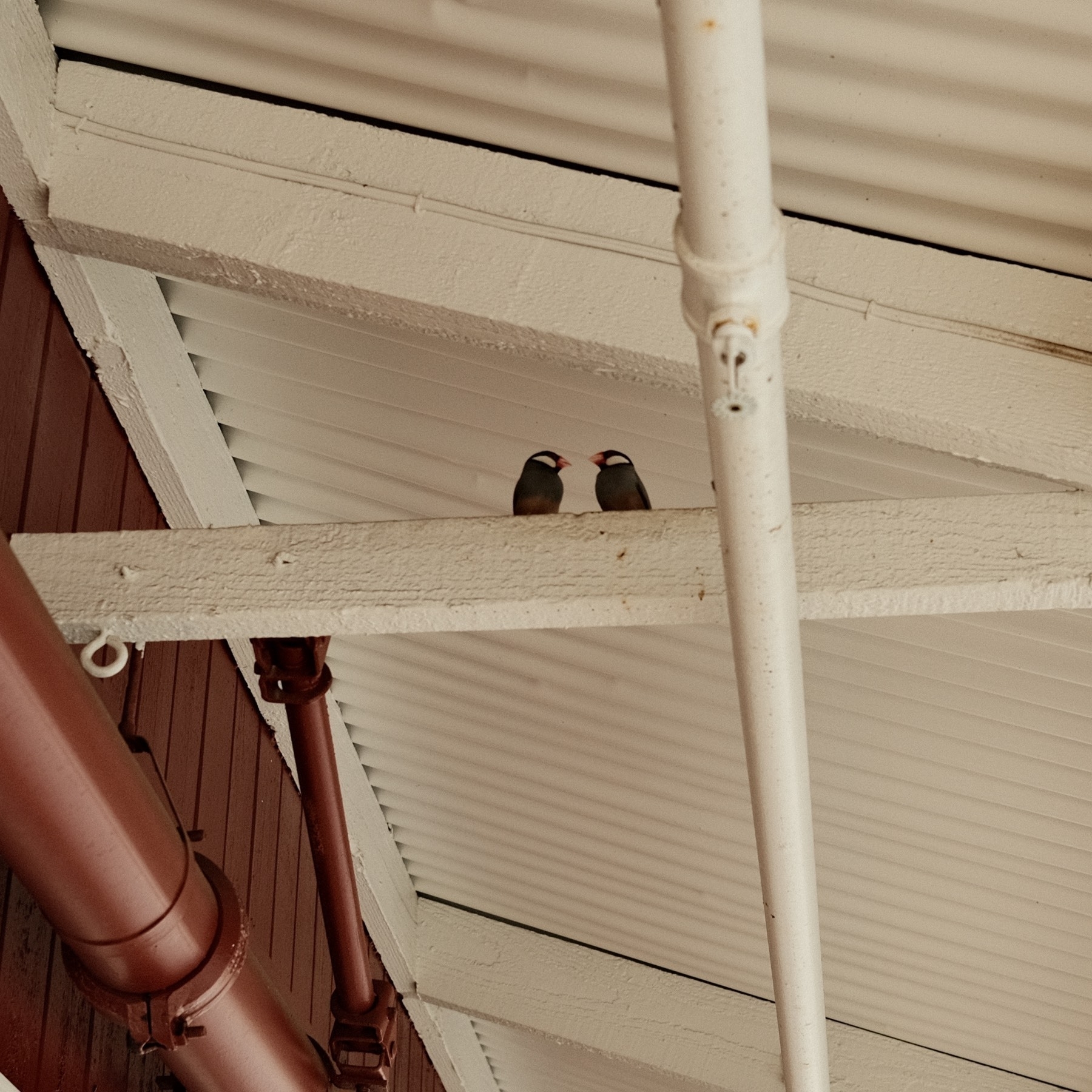 Two java sparrows in the rafters looking at each other
