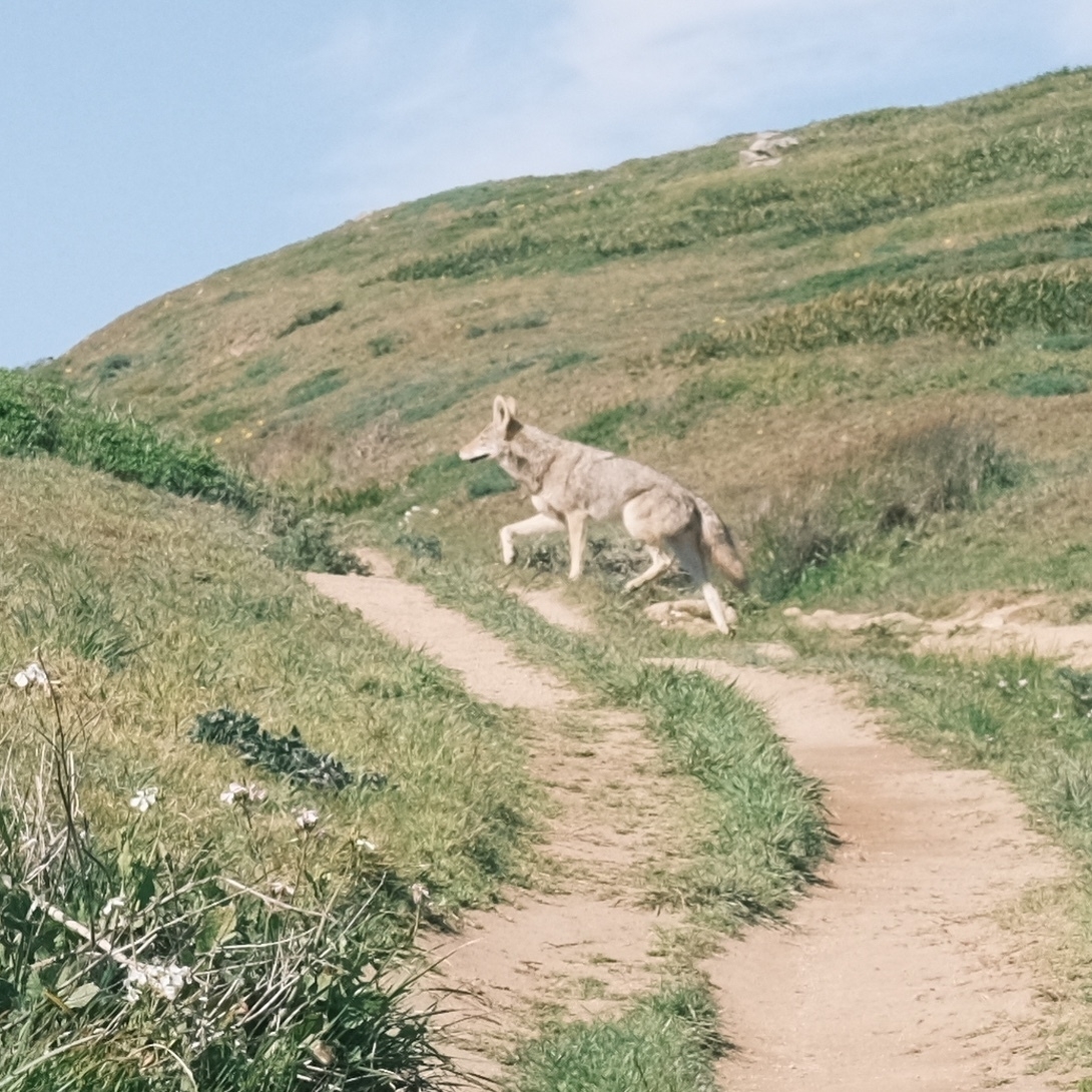 coyote hopping across the trail