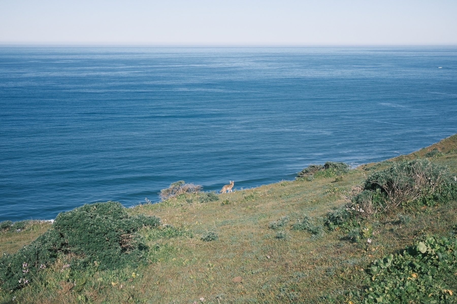 coyote in a grassy area against the blue pacific ocean. 
