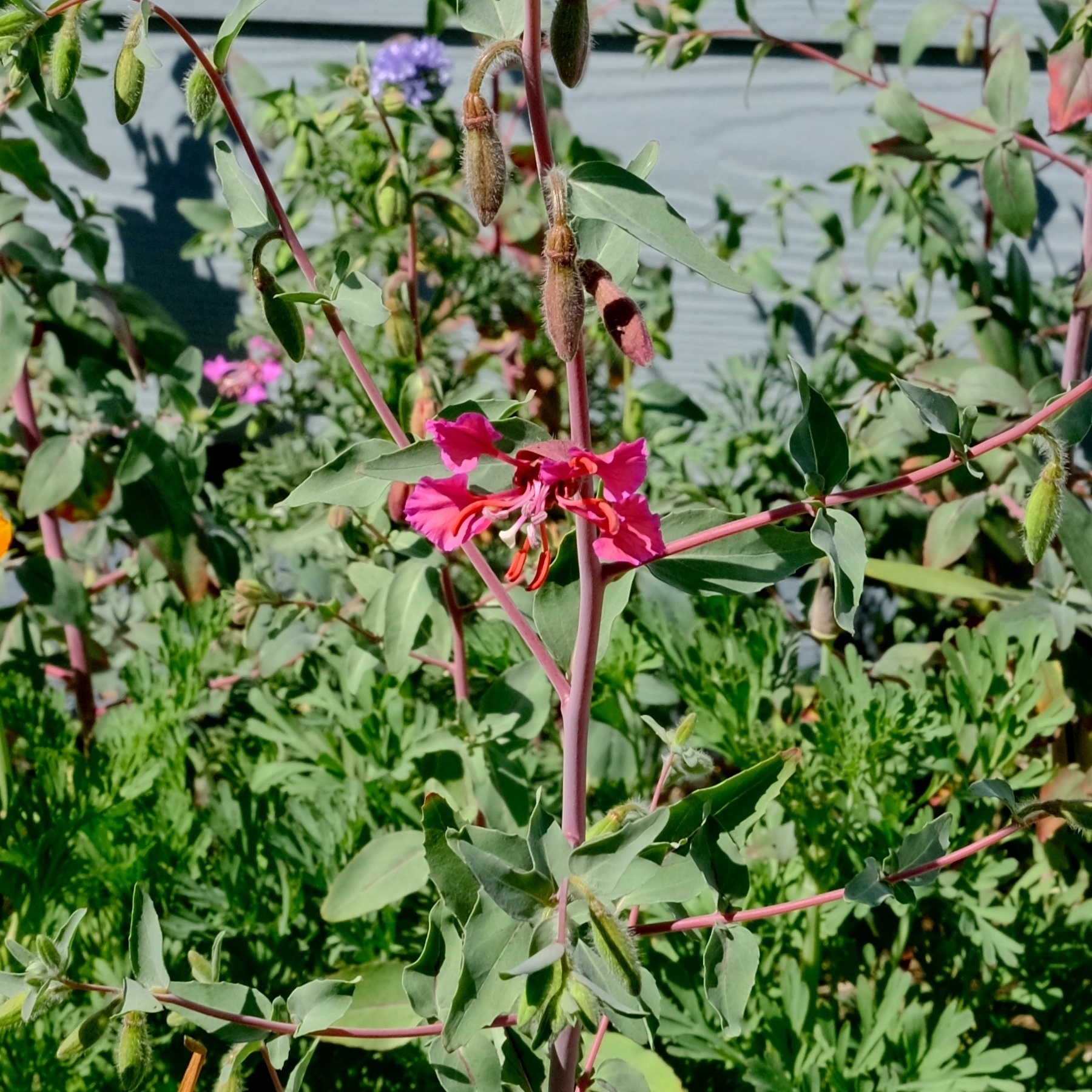magenta clarkia flowers