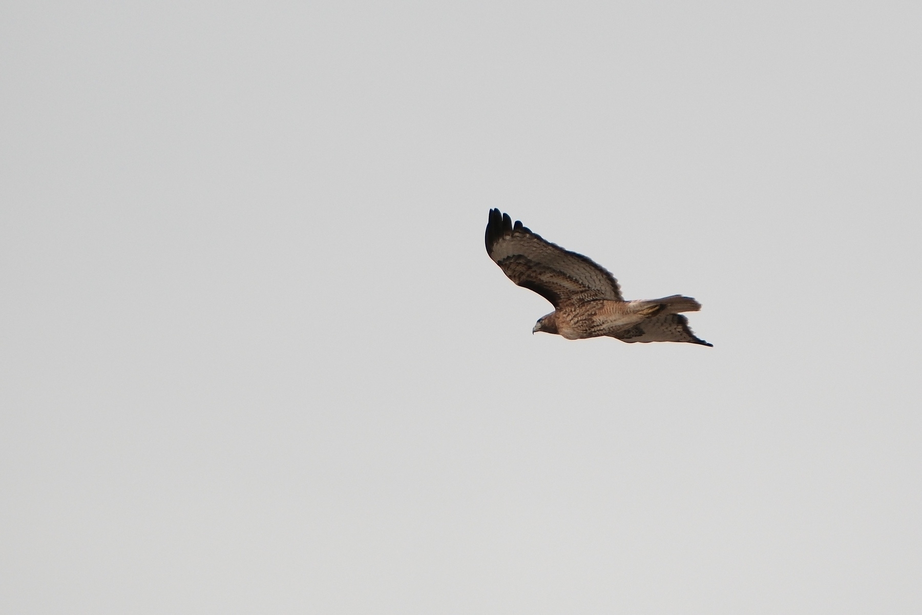 underside of a mottled red tail hawk, soaring in a cloudy sky.