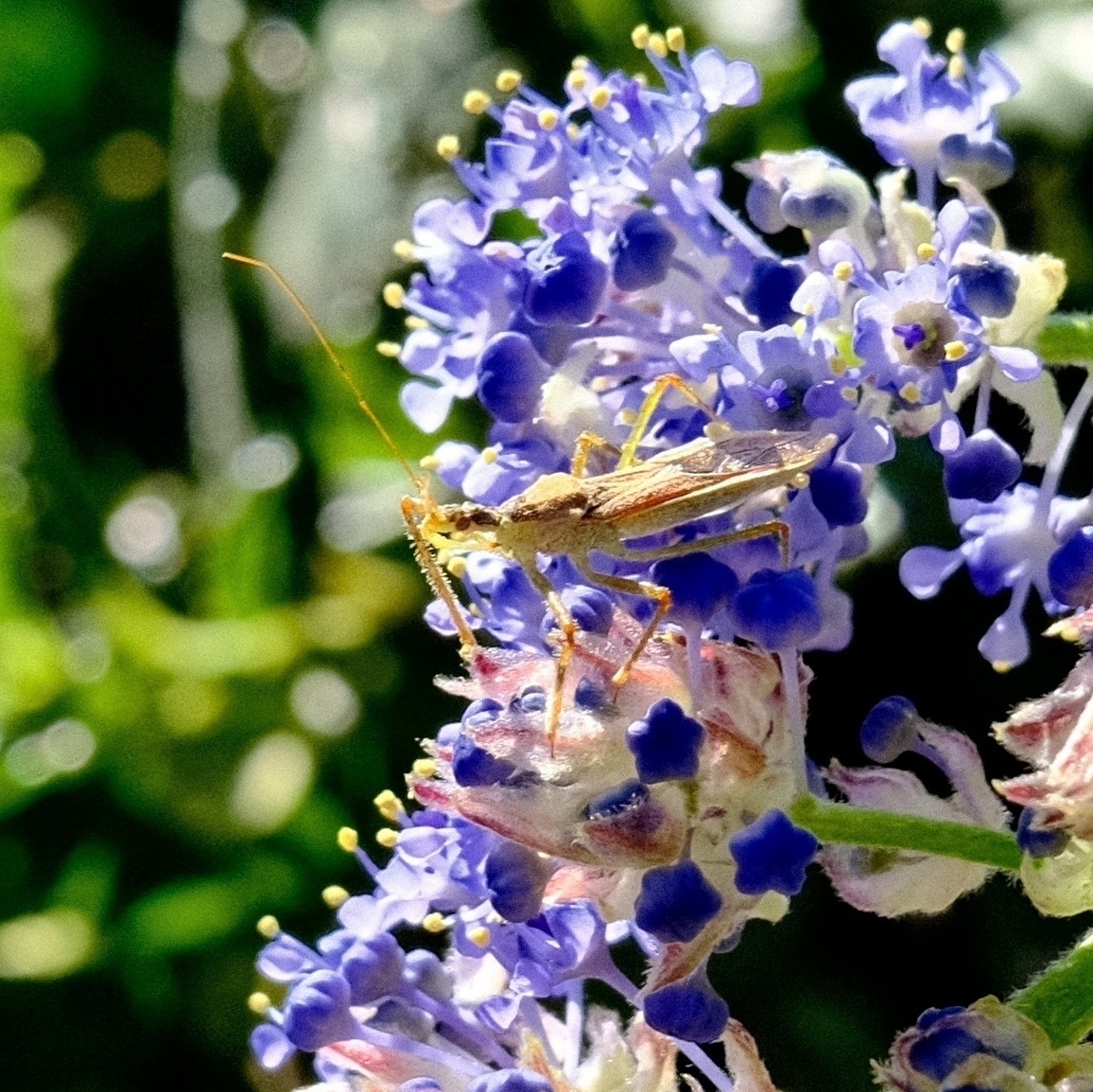 assassin bug atop purple Ceanothus flowers