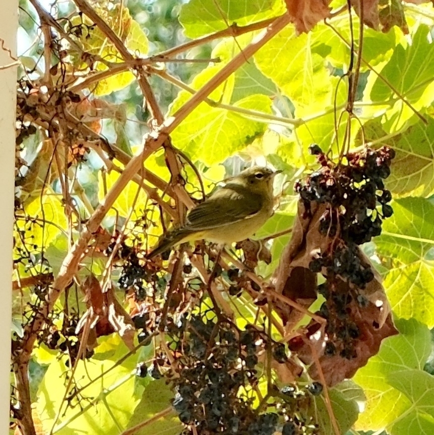 a small yellow Kinglet bird with white eyeliner abd white wing bars. it is peering at a cluster of grapes amongst grape leaves.