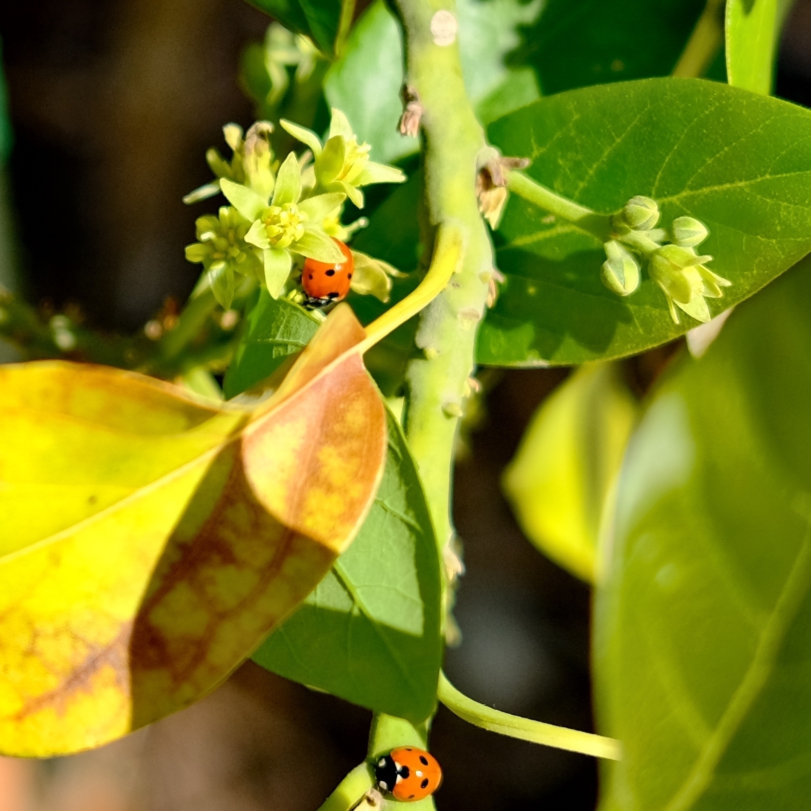ladybugs enjoying the avocado tree.