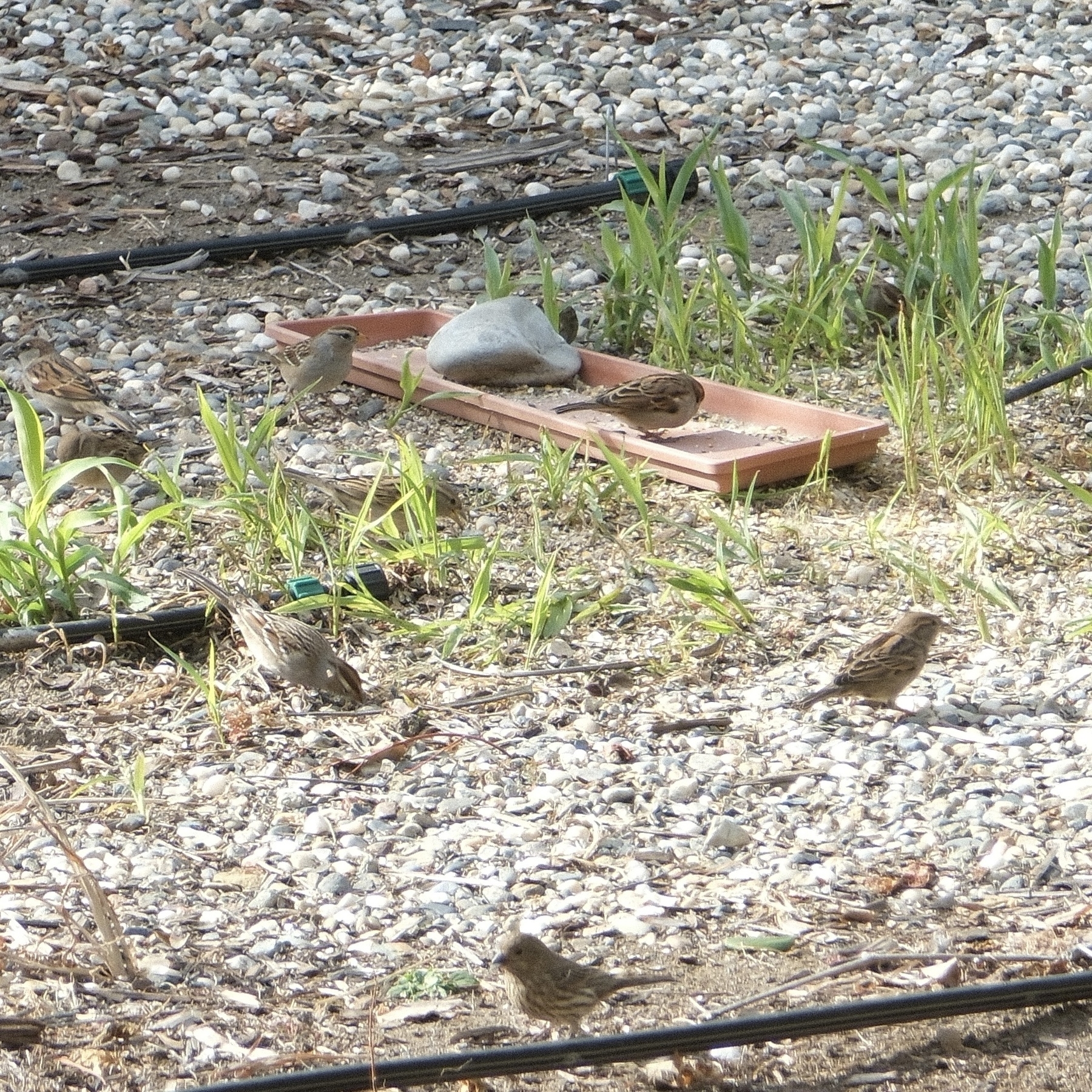 House sparrows foraging for bird seeds in a gravel area below a feeder.