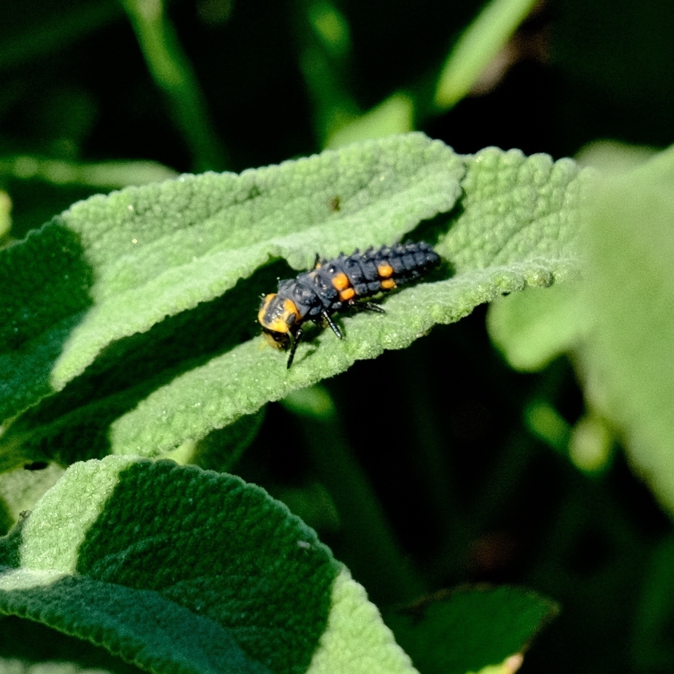 side view of black with orange spots ladybug larva on safe lead.