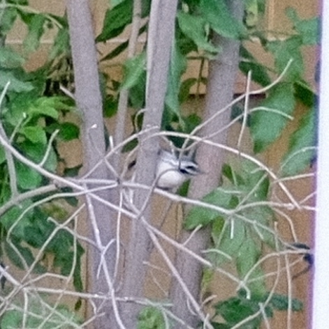 woodpecker climbing around an elderberry.