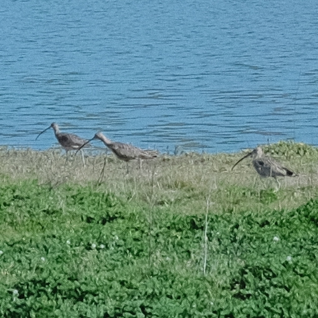 long billed curlews foraging for food near a lake
