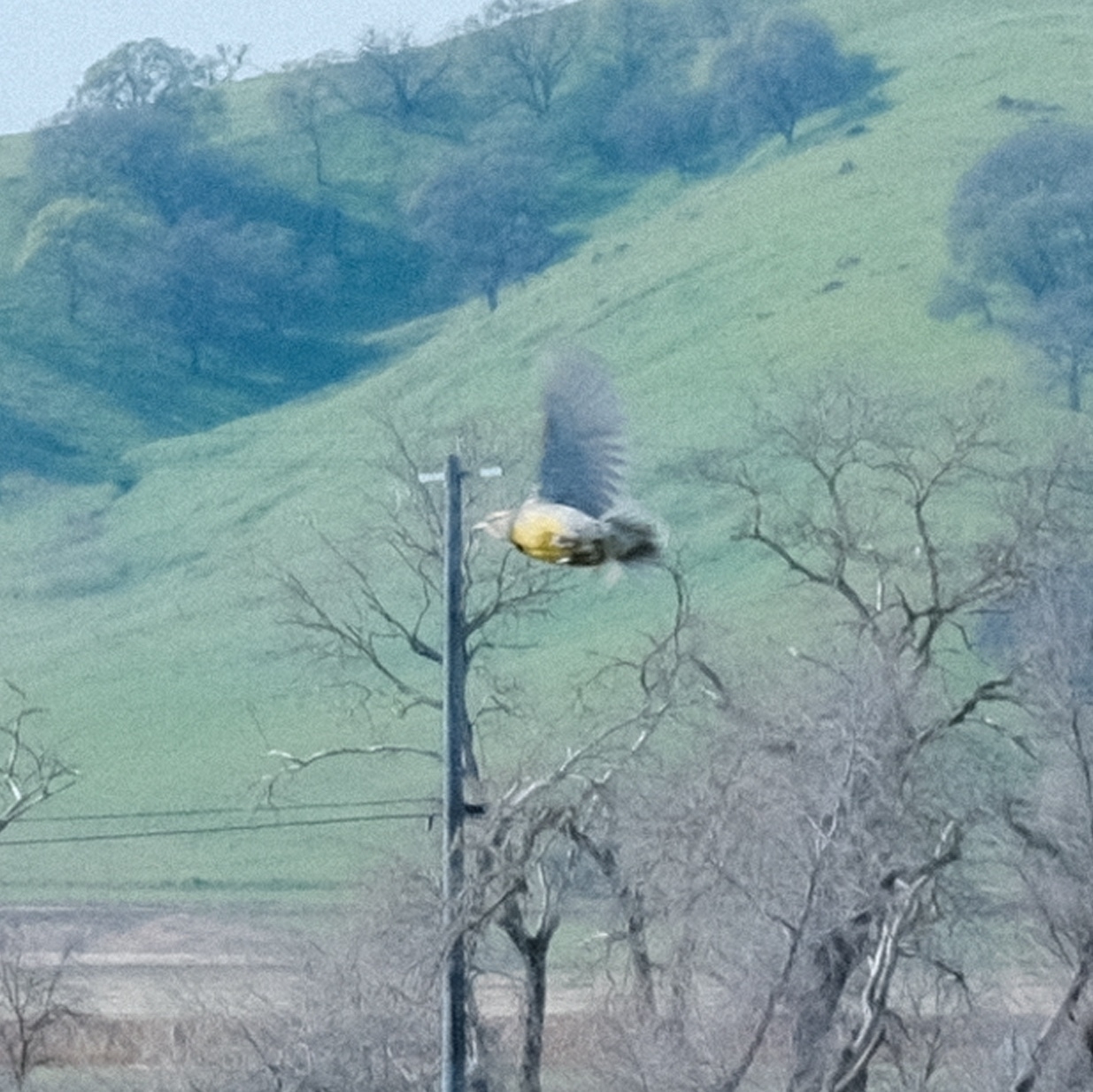 western meadow lark in flight