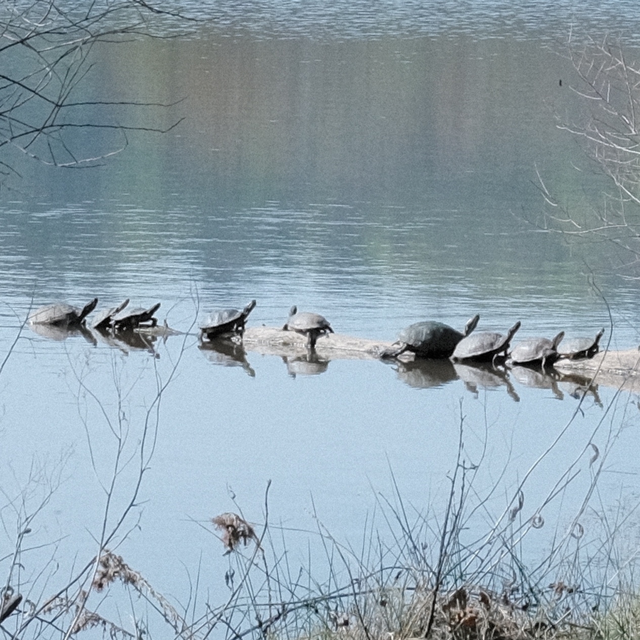 many turtles sunning on a log in a small lake