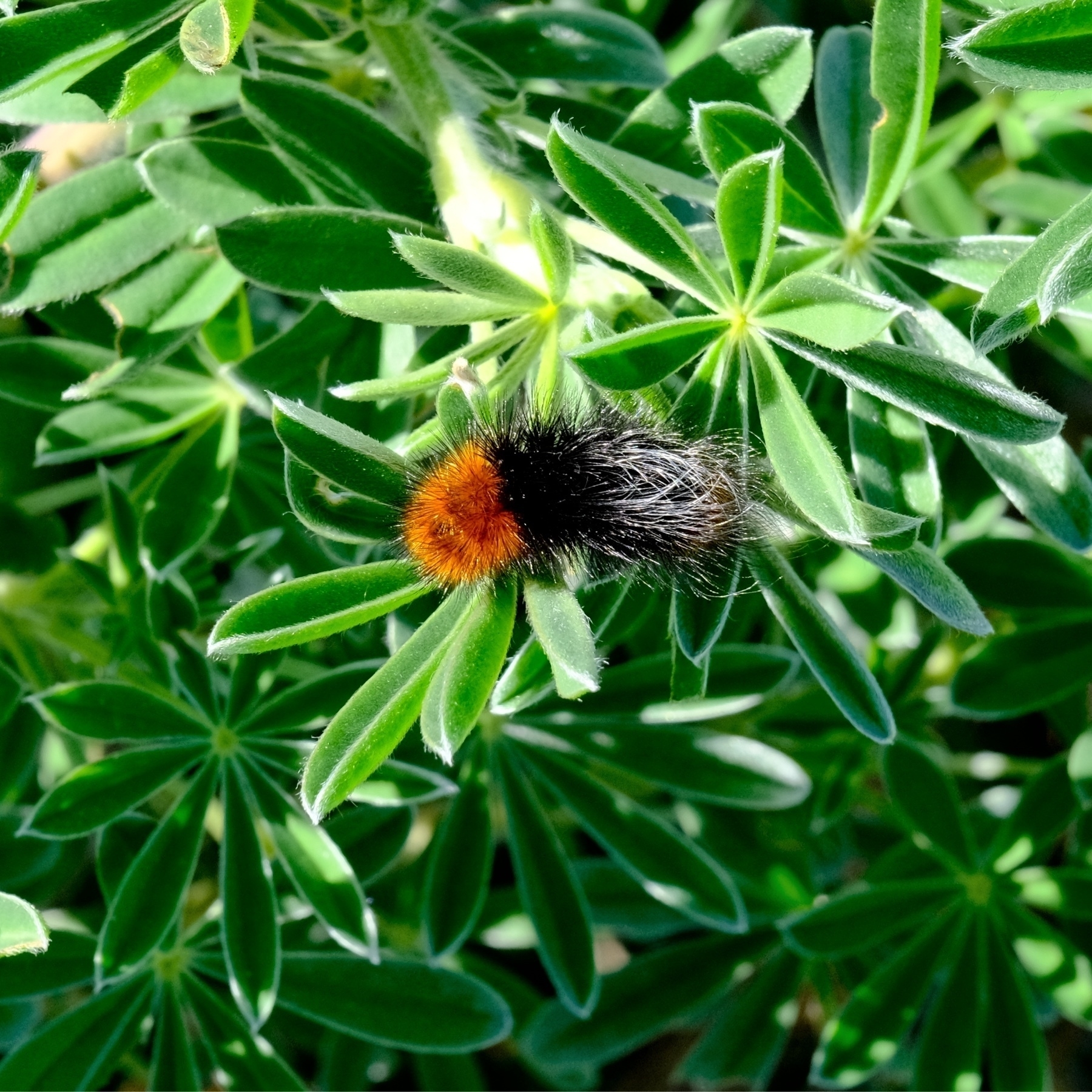 red and black fuzzy caterpillar on slender pinnate lupine leaves.