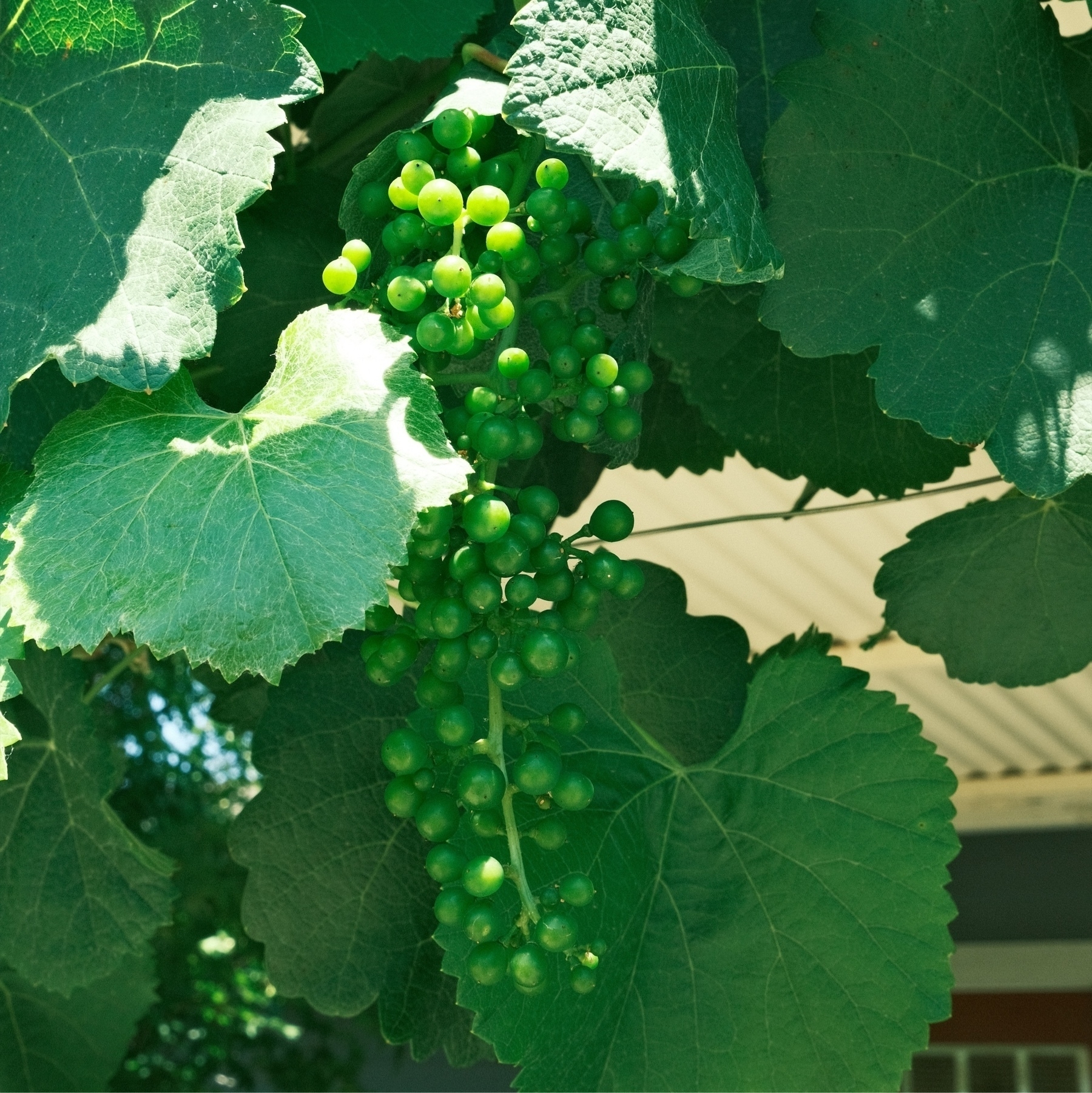 plump cultivated native California grapes