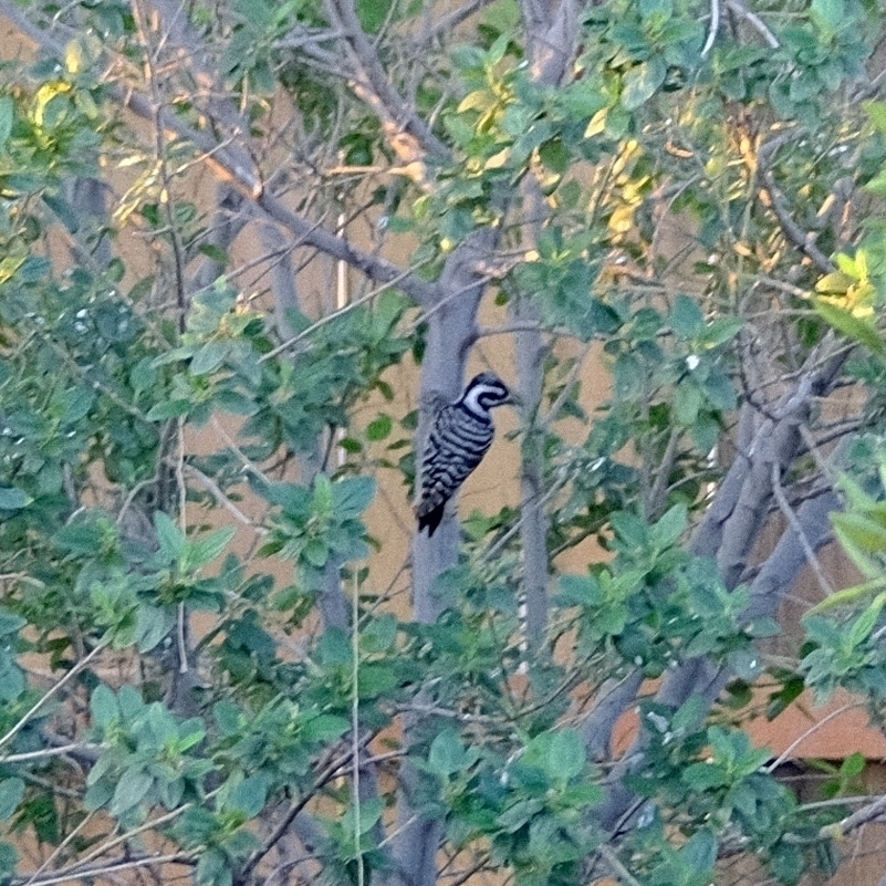 woodpecker in ceanothus. the bird has white stripes on a black back.