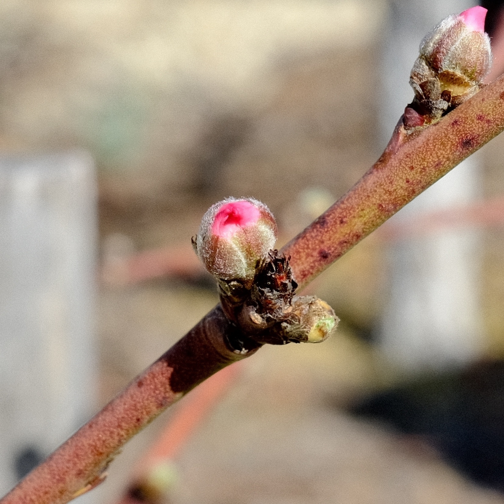pink tip on a nectarine flower bud
