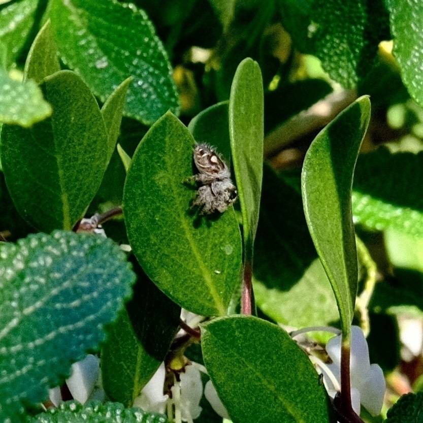a hairy jumping spider on a smooth manzanita leaf.