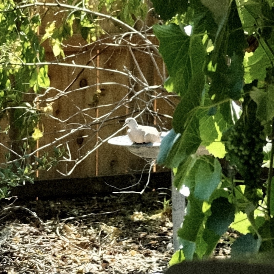 Eurasian collared dove resting on the edge of a bird bath surrounded by green vegetation