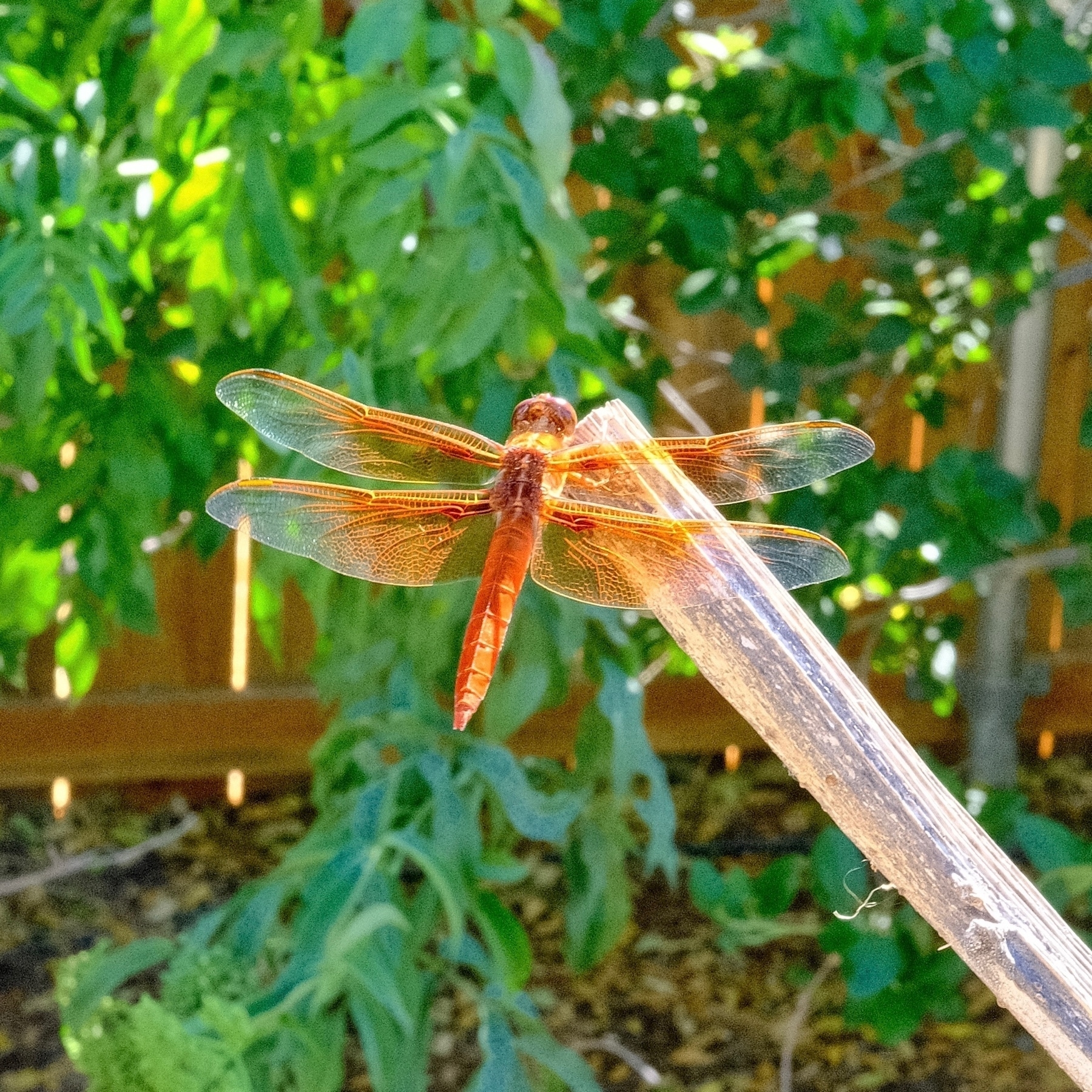 bright red and orange dragonfly on the tip of a sunflower stalk.