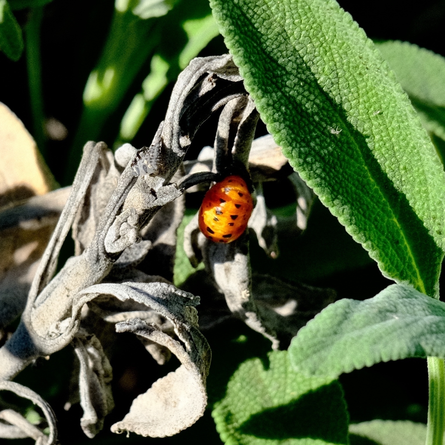 bright orange ladybug pupa on dead sage leaves